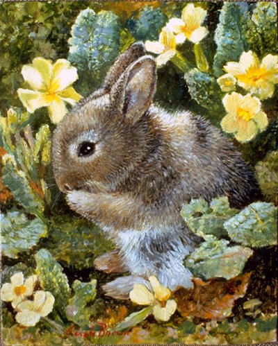Garden Rabbit